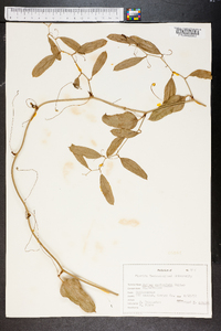 Smilax auriculata image