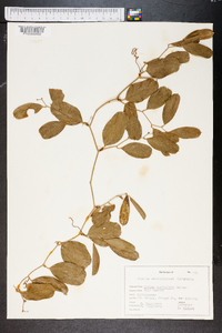 Smilax auriculata image