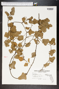 Smilax auriculata image