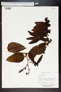 Smilax auriculata image