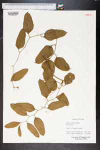 Smilax auriculata image