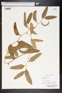 Smilax auriculata image