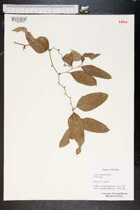 Smilax auriculata image