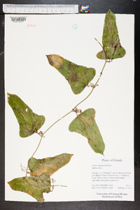 Smilax auriculata image