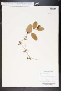 Smilax auriculata image