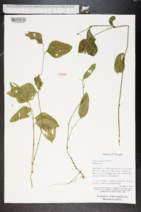 Smilax auriculata image