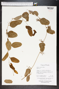 Smilax auriculata image