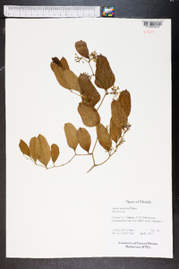 Smilax auriculata image