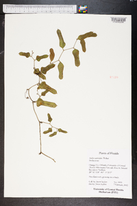 Smilax auriculata image