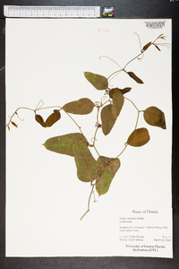 Smilax auriculata image