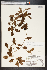 Smilax auriculata image