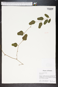 Smilax auriculata image