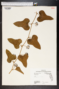 Smilax auriculata image