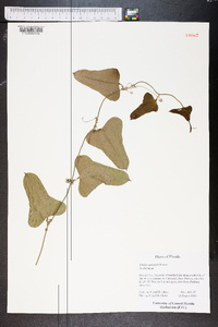 Smilax auriculata image