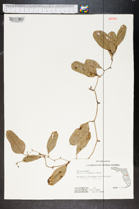 Smilax auriculata image