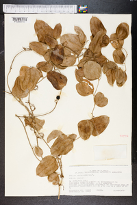 Smilax auriculata image