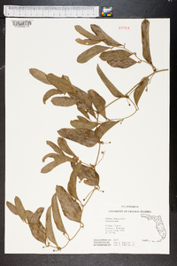 Smilax auriculata image