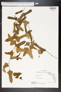 Smilax auriculata image