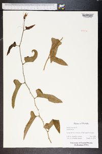 Smilax bona-nox image