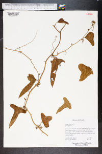 Smilax bona-nox image