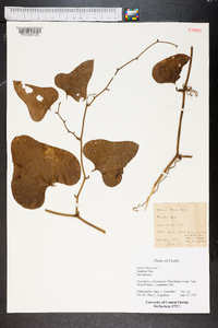 Smilax bona-nox image