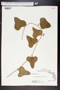 Smilax bona-nox image