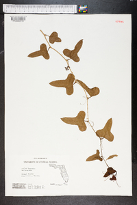 Smilax bona-nox image