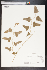 Smilax bona-nox image