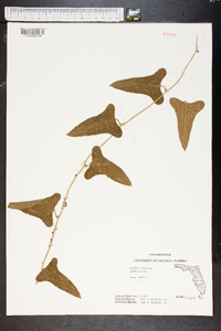 Smilax bona-nox image