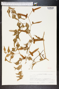 Smilax bona-nox image