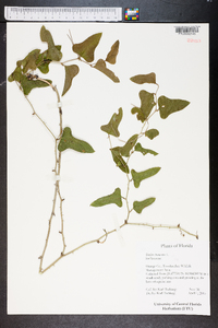 Smilax bona-nox image