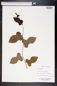 Smilax bona-nox image