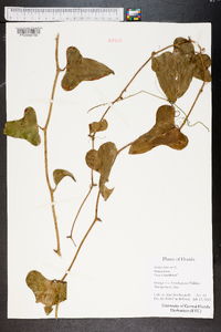 Smilax bona-nox image