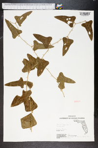 Smilax bona-nox image