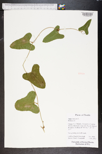 Smilax bona-nox image