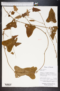 Smilax bona-nox image