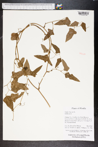 Smilax bona-nox image