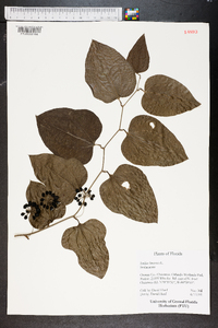 Smilax bona-nox image