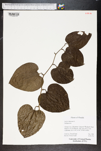 Smilax bona-nox image