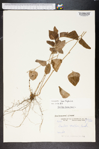 Smilax bona-nox image