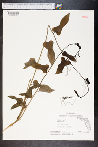 Smilax tamnoides image