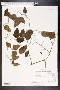 Smilax tamnoides image