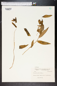 Uvularia perfoliata image