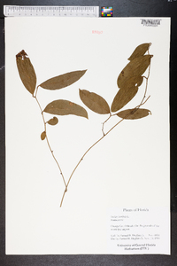 Smilax laurifolia image