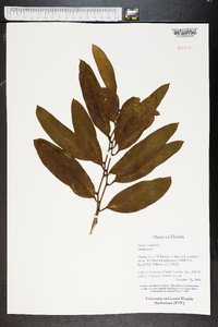 Smilax laurifolia image