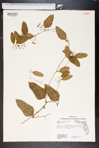 Smilax laurifolia image