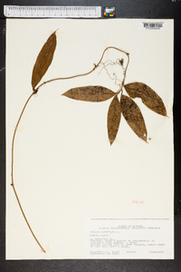 Smilax laurifolia image