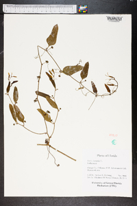 Smilax laurifolia image