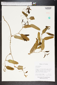 Smilax laurifolia image