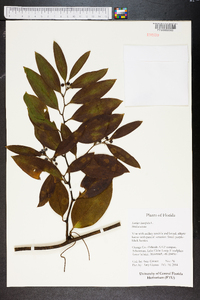 Smilax laurifolia image